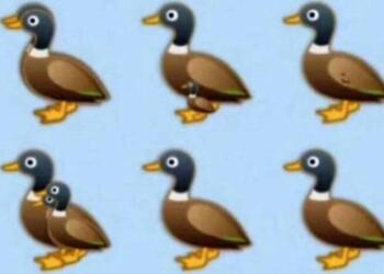 Βρείτε όλες τις πάπιες της εικόνας: Το τεστ παρατηρητικóτητας που ελάχιστοι απαντοúν σωστά