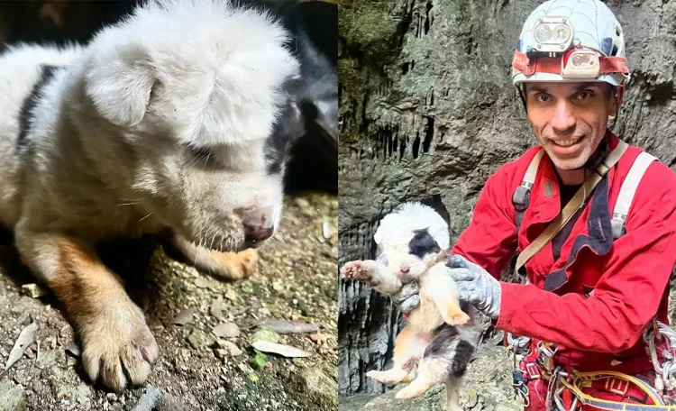 Πήλιο: Πέθανε και το τελευταίο κουτάβι που είχε διασωθεί μετά την ρίψη σε γκρεμό