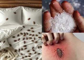 Πώς να αφαιρέσετε τα ακάρεα της σκόνης και τους κοριούς από το στρώμα σας με φυσικό τρόπο