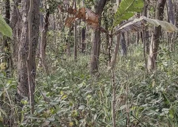 Έχετε όραση αετού αν μπορείτε να βρείτε την τίγρη στην εικόνα σε 22 δευτερόλεπτα