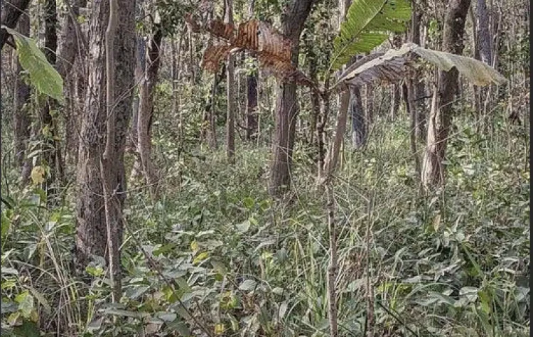 Έχετε όραση αετού αν μπορείτε να βρείτε την τίγρη στην εικόνα σε 22 δευτερόλεπτα