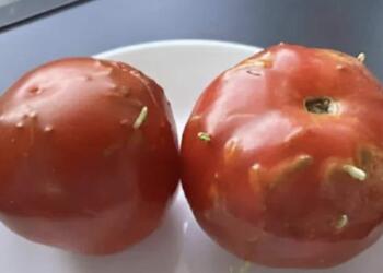 Παράξενος γρίφος: Χτυπημένες ντομάτες, μια απρόσμενη ανακάλυψη στην κουζίνα μου