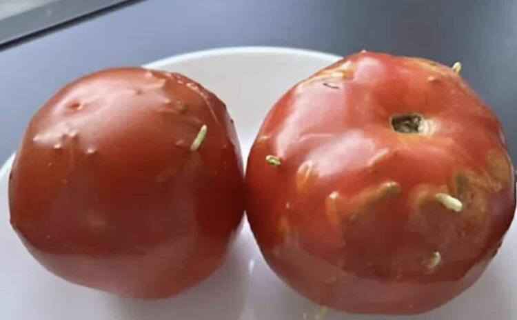 Παράξενος γρίφος: Χτυπημένες ντομάτες, μια απρόσμενη ανακάλυψη στην κουζίνα μου