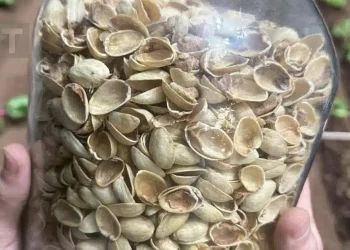 Πώς να επαναχρησιμοποιήσετε τα κελύφη από φιστίκια: Mια χρήσιμη ιδέα ανακύκλωσης για το σπίτι σας