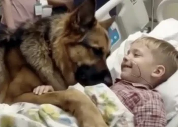 Αγόρι μοιράζεται μια συγκινητική αγκαλιά με τον σκύλο του πριν από το χειρουργείο