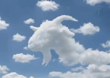 Είδατε πρώτα μια χελώνα ή μια καμήλα; Τι αποκαλύπτει αυτό για το πώς λειτουργεί ο εγκέφαλός σας