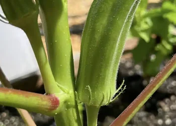 Το παρεξηγημένο πράσινο λαχανικό που μειώνει φυσικά την χοληστερίνη