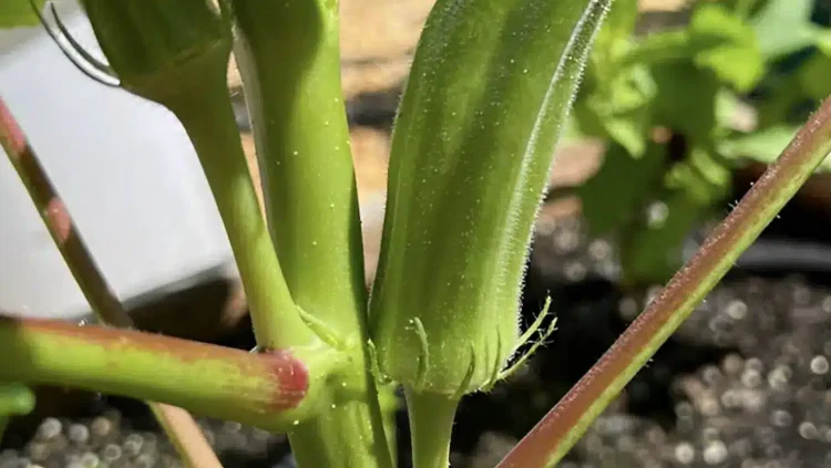 Το παρεξηγημένο πράσινο λαχανικό που μειώνει φυσικά την χοληστερίνη