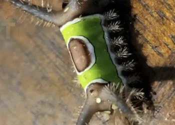 Είδα κάτι περίεργο στο πάτωμα στο σπίτι και ήθελα να το αγγίξω, αλλά ξαφνικά άρχισε να κινείται, φρίκαρα όταν κατάλαβα ότι ήταν…