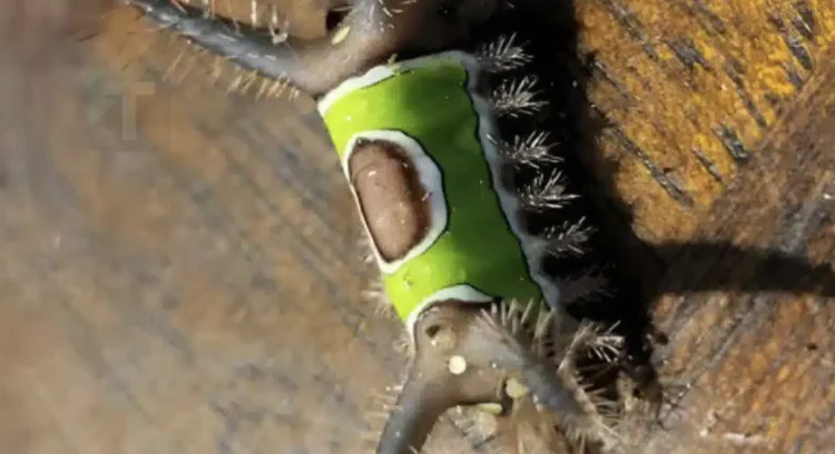 Είδα κάτι περίεργο στο πάτωμα στο σπίτι και ήθελα να το αγγίξω, αλλά ξαφνικά άρχισε να κινείται, φρίκαρα όταν κατάλαβα ότι ήταν…