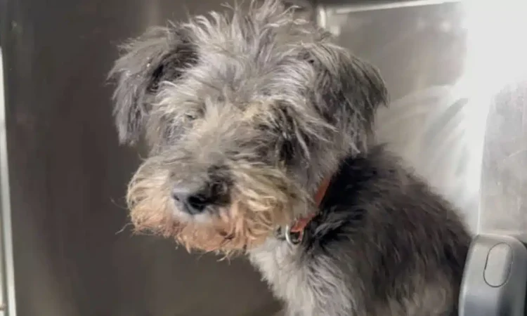 Συγκλονίζει ο αστυνομικός που έσωσε τον θαμμένο σκύλο στη Θεσσαλονίκη – «Τον άκουσα να κλαίει από κάτω»