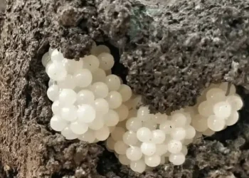 Βρήκα κάτι παράξενο στην αυλή – άσπρες, στρογγυλές μπαλίτσες. Τρομοκρατήθηκα όταν κατάλαβα τι ήταν.