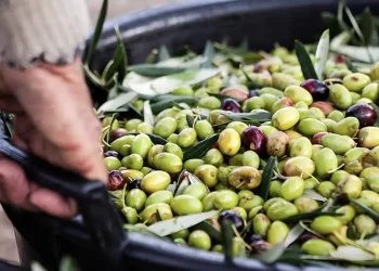 Τραγωδία στην Ηλεία: Οι συγγενείς του βρίσκονται σε σοκ, μετά από όσα είδαν με τα μάτια τους – Πήγε να μαζέψει ελιές, αλλά δεν κατέρρευσε