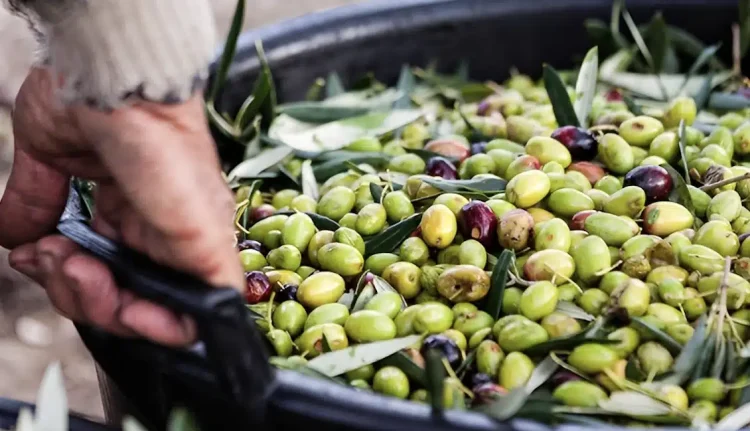 Τραγωδία στην Ηλεία: Οι συγγενείς του βρίσκονται σε σοκ, μετά από όσα είδαν με τα μάτια τους – Πήγε να μαζέψει ελιές, αλλά δεν κατέρρευσε
