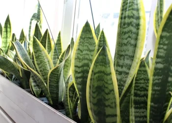 Να γιατί βάζουν αυτό το φυτό στο υπνοδωμάτιο τους. Ο λόγος είναι μεγαλοφυής