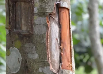 Τα διάσημο μπαχαρικό που συμβάλλει θετικά σε καρδιά, διαβήτη, φλεγμονή, απώλεια βάρους και εγκέφαλο