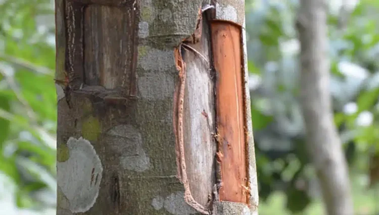 Τα διάσημο μπαχαρικό που συμβάλλει θετικά σε καρδιά, διαβήτη, φλεγμονή, απώλεια βάρους και εγκέφαλο