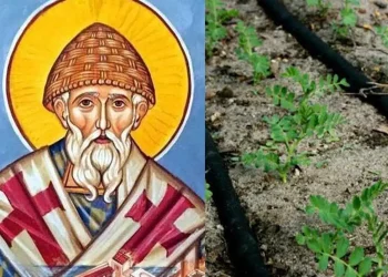 Άγιος Σπυρίδωνας: Γιατί φυτεύουμε φακές στη γιορτή του
