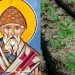 Άγιος Σπυρίδωνας: Γιατί φυτεύουμε φακές στη γιορτή του