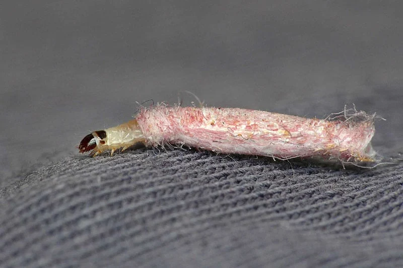 To περίεργο έντομο που εμφανίζεται στους τοίχους και τα ταβάνια του σπιτιού 6 0240tinea pellionellalarvapc