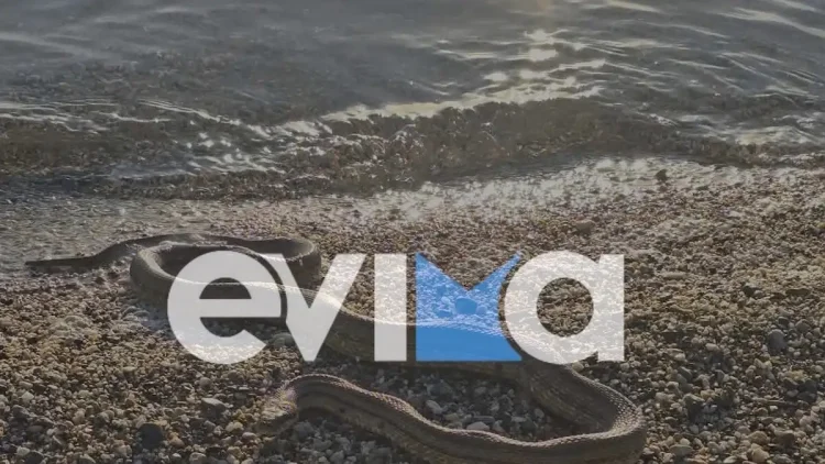 Εύβοια: Μεγάλο φίδι σε παραλία στο Αλιβέρι – Φωτογραφίες και βίντεο