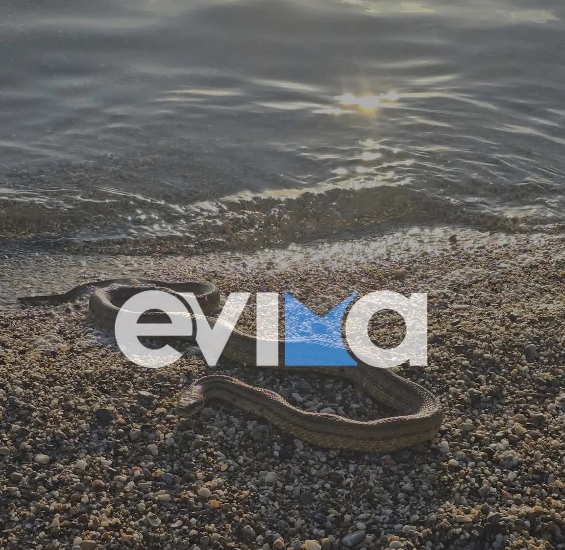 Εύβοια: Μεγάλο φίδι σε παραλία στο Αλιβέρι – Φωτογραφίες και βίντεο 2 fidi evoia 24012026