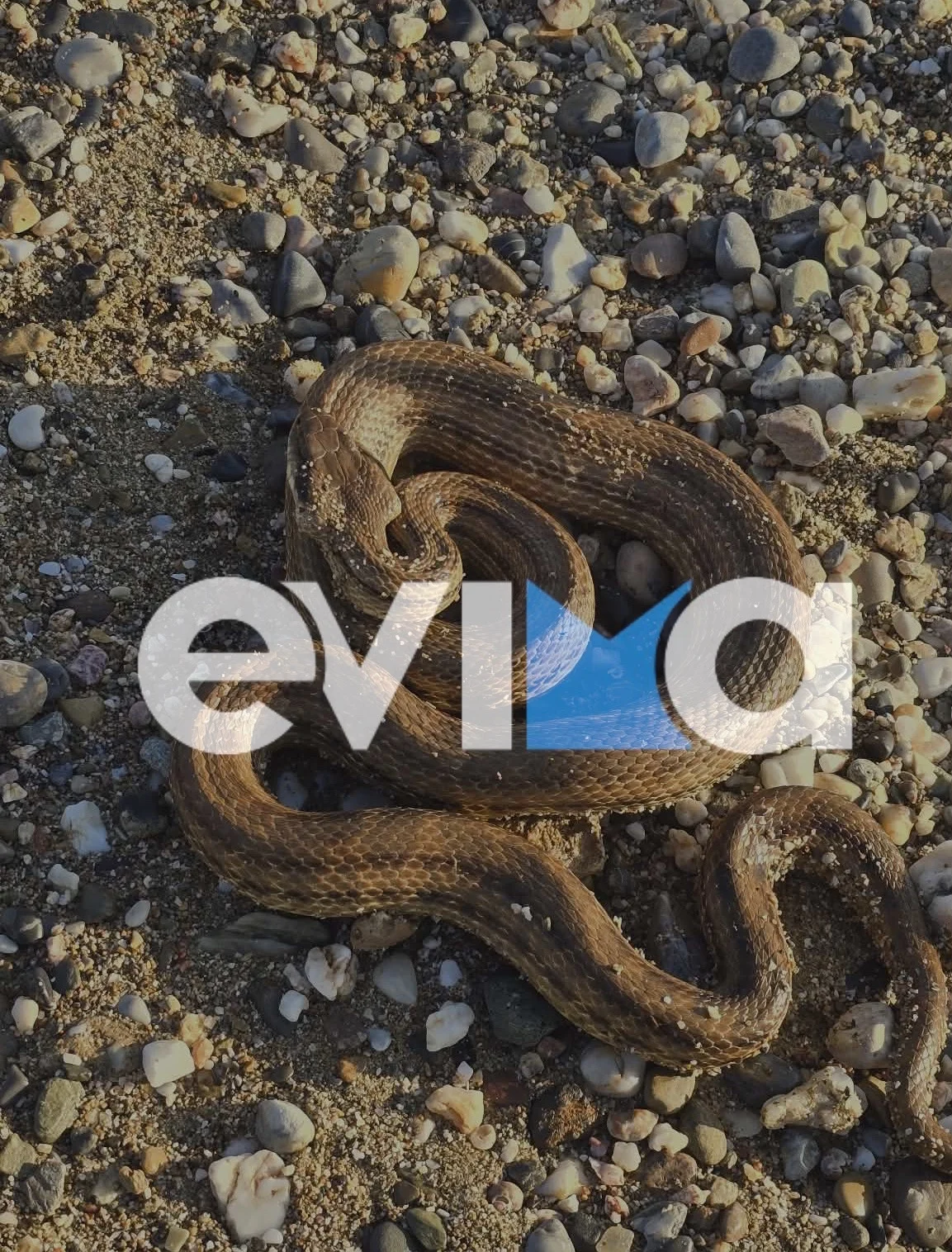 Εύβοια: Μεγάλο φίδι σε παραλία στο Αλιβέρι – Φωτογραφίες και βίντεο 1 fidi evoia2 24012026