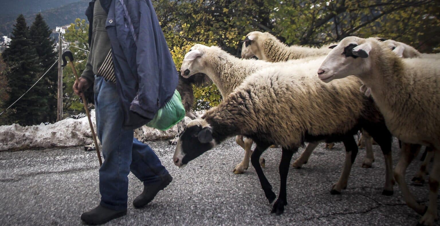 Σοκ πριν λίγο - Αυτοκτόνnσε κτηνοτρόφος με τον πιο σκληρό τρόπο - Είχαν θανατώσει το κοπάδι του 1 ktinotrofos 1536x790 1
