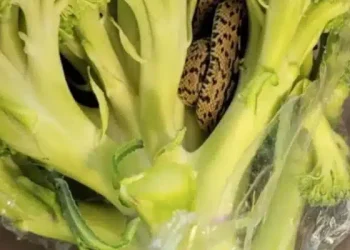 Αντιμέτωπος με μια σοκαριστική ανακάλυψη μέσα σε μια τσάντα με μπρόκολο από το ALDI