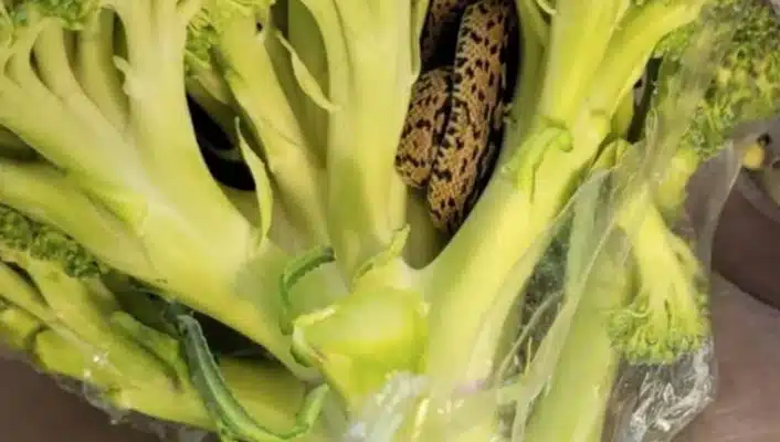 Αντιμέτωπος με μια σοκαριστική ανακάλυψη μέσα σε μια τσάντα με μπρόκολο από το ALDI