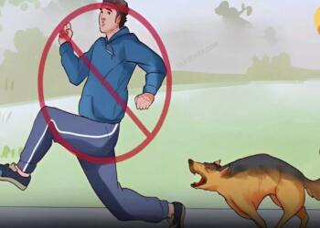 Γιατί τα σκυλιά γαβγίζουν και δαγκώνουν μερικούς ανθρώπους και όχι άλλους; Υπάρχει πάντα ένας λόγος!