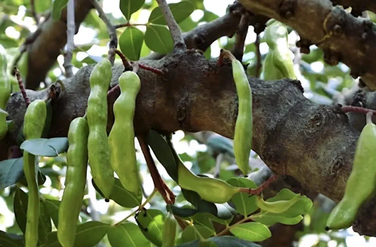Η τροφή της κατοχής, κορυφαία πηγή ασβεστίου και σιδήρου, που ρίχνει σάκχαρο και χοληστερόλη και διατηρεί τα οστά γερά