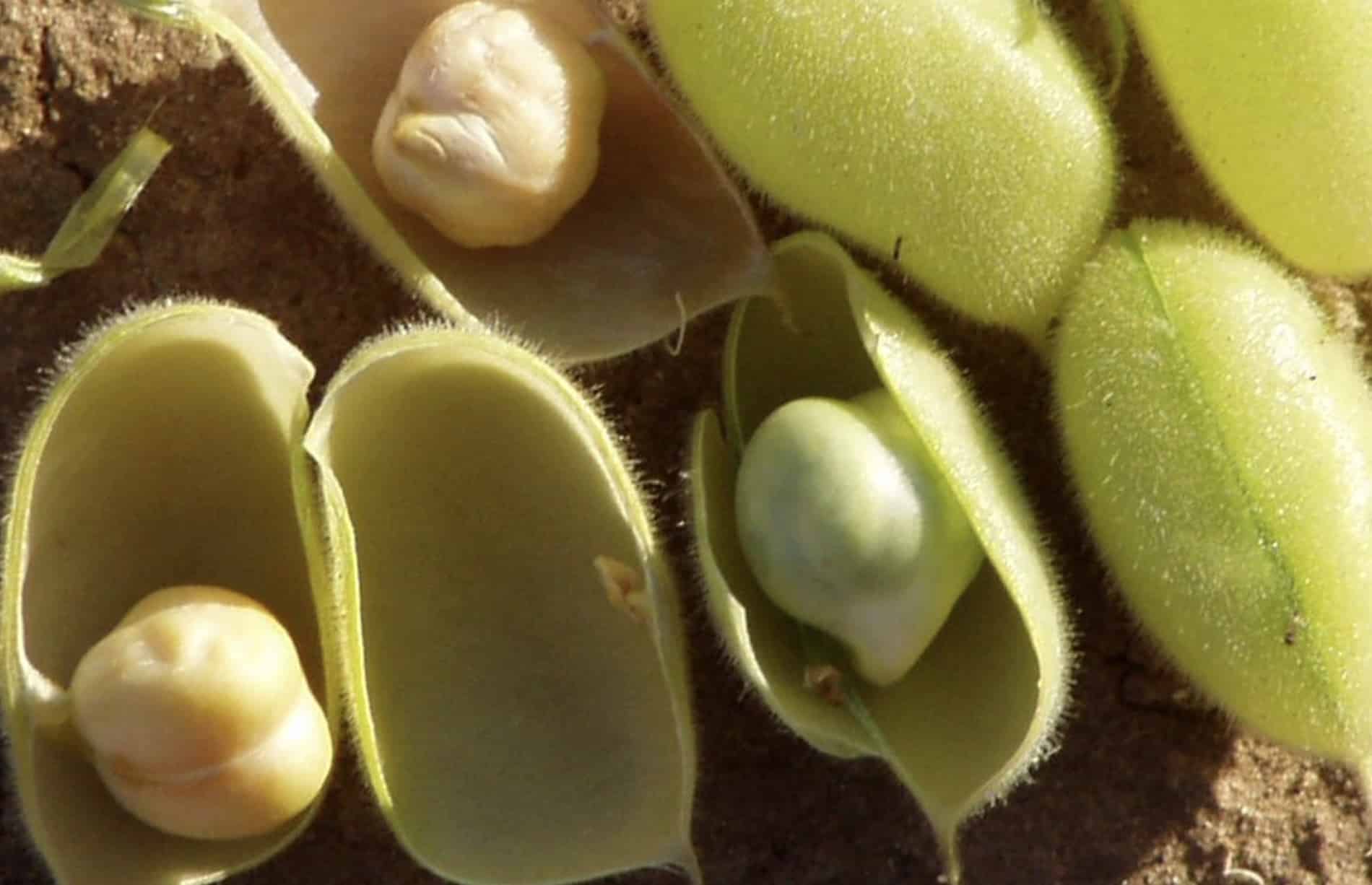 stigmiotypo othonis 2025 10 24 01.20.11