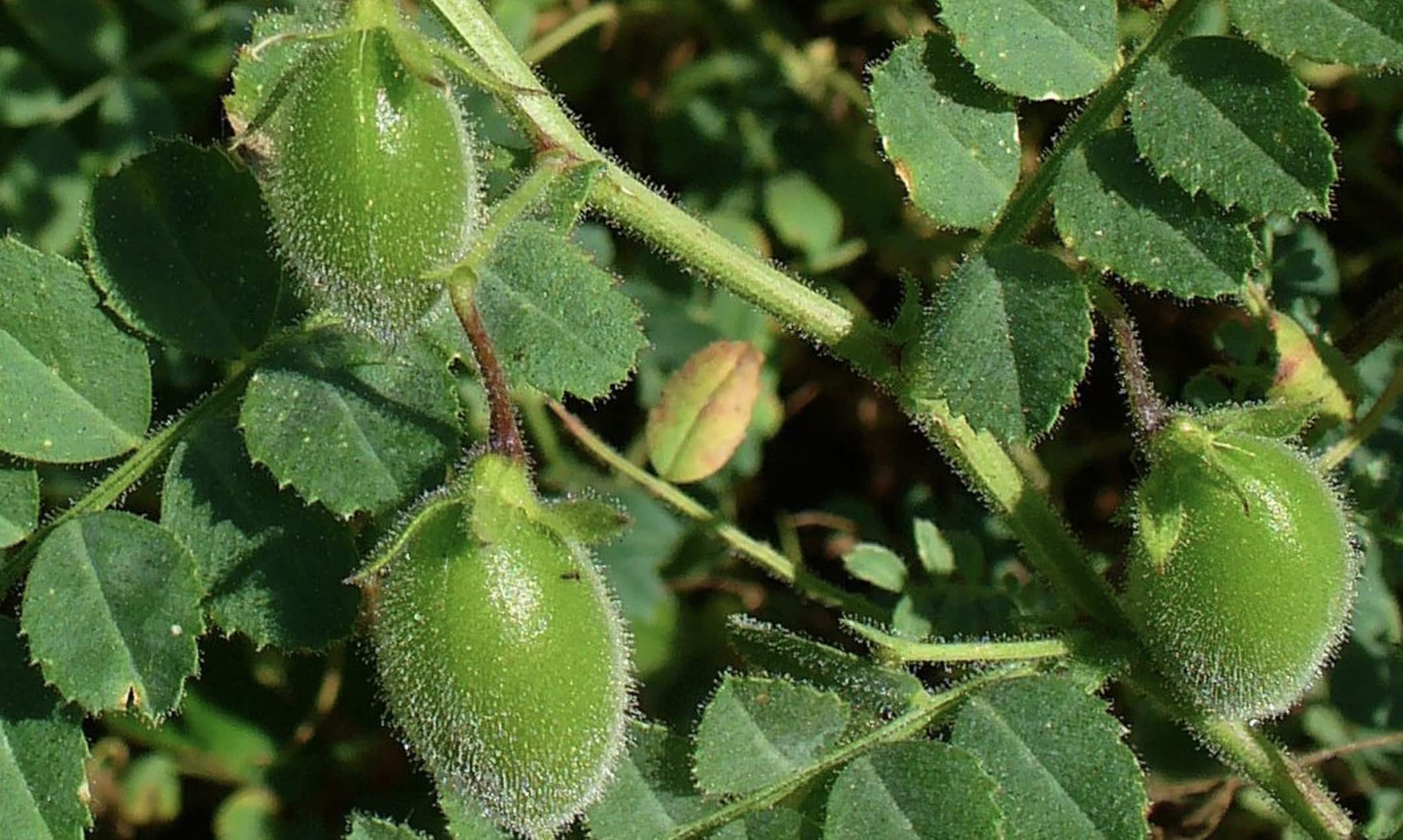 stigmiotypo othonis 2025 10 24 01.20.58