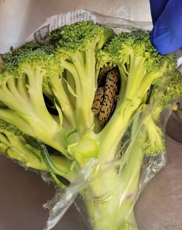 Αντιμέτωπος με μια σοκαριστική ανακάλυψη μέσα σε μια τσάντα με μπρόκολο από το ALDI 3 stigmiotypo othonis 2025 11 23 13.31.47