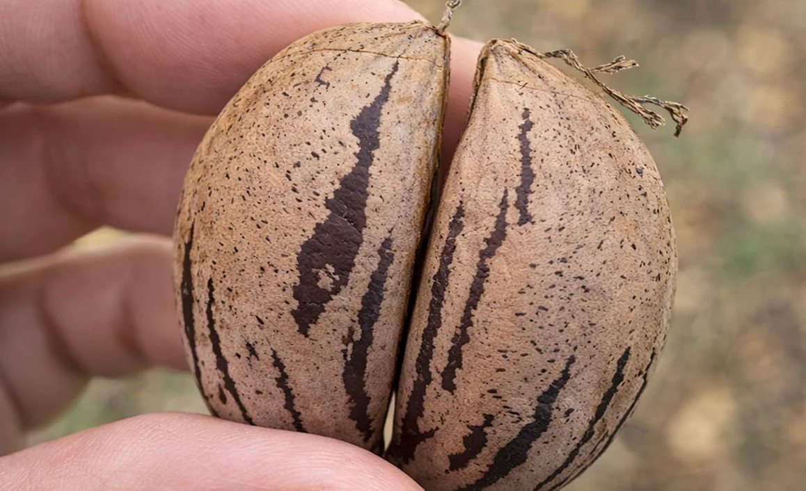 Ο ξηρός καρπός-ήρωας της καρδιάς – Ρυθμίζει χοληστερόλη και τριγλυκερίδια