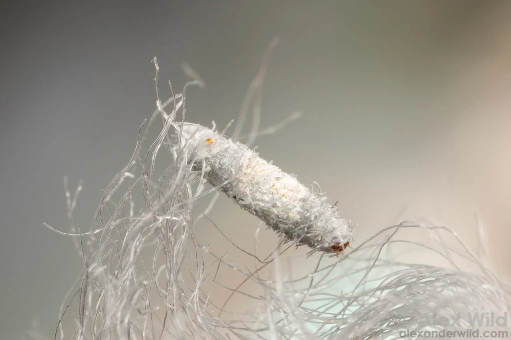 To περίεργο έντομο που εμφανίζεται στους τοίχους και τα ταβάνια του σπιτιού 5 tinea3