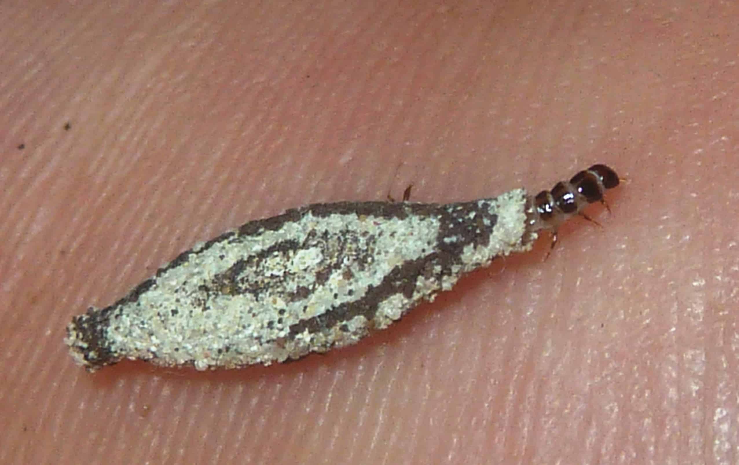 To περίεργο έντομο που εμφανίζεται στους τοίχους και τα ταβάνια του σπιτιού 4 tinea pellionella larwe pretoria f