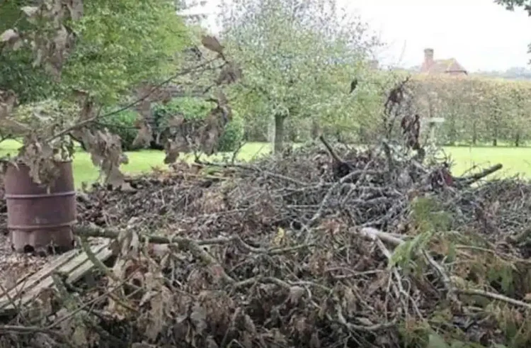 Μπορείτε να εντοπίσετε τον κρυμμένο σκύλο; Μόνο όσοι έχουν αετίσια όραση μπορούν