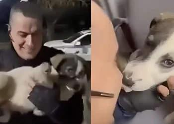 Μενίδι: Αστυνομικός έσωσε κουτάβι που χτυπήθηκε από ΙΧ – Το μετέφερε στο ΑΤ και έγινε η… μασκότ του