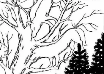 Μπορείτε να εντοπίσετε τα κρυμμένα ζώα;