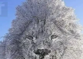 Η οπτική ψευδαίσθηση αποκαλύπτει αν είσαι «εσωστρεφής» ή «δυναμικός» ανάλογα με το τι βλέπεις