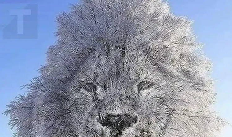 Η οπτική ψευδαίσθηση αποκαλύπτει αν είσαι «εσωστρεφής» ή «δυναμικός» ανάλογα με το τι βλέπεις