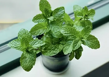 Τα φυτά που προστατεύουν το σπίτι σας από παράσιτα
