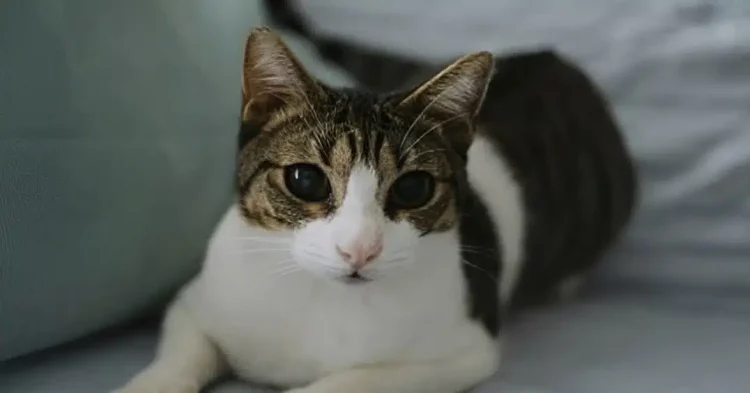 Αδιανόητη κτηνωδία: Σκότωσαν 20 γάτες και άλλες 10 έχουν εξαφανιστεί