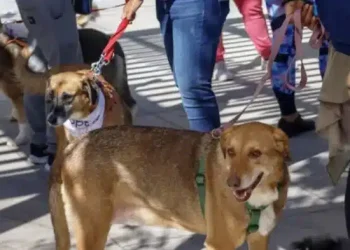 Επαναπατρισμοί από Μέση Ανατολή: Ειδική πτήση από το Ντουμπάι για πολίτες με κατοικίδια