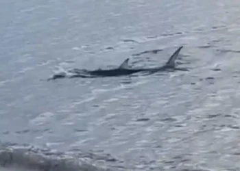 Αναστάτωση στο Καβούρι – Μεγάλο καρχαριοειδές κολυμπούσε κοντά στην ακτή