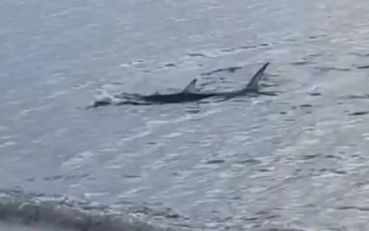 Αναστάτωση στο Καβούρι – Μεγάλο καρχαριοειδές κολυμπούσε κοντά στην ακτή