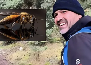 Τι είναι το αλλεργικό σοκ από το οποίο πέθανε ο 46χρονος στο Ναύπλιο: Πότε ένα τσίμπημα γίνεται απειλητικό για τη ζωή