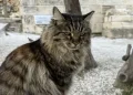 Πέθανε η Λουκία, η πιο δημοφιλής γάτα της Ακρόπολης